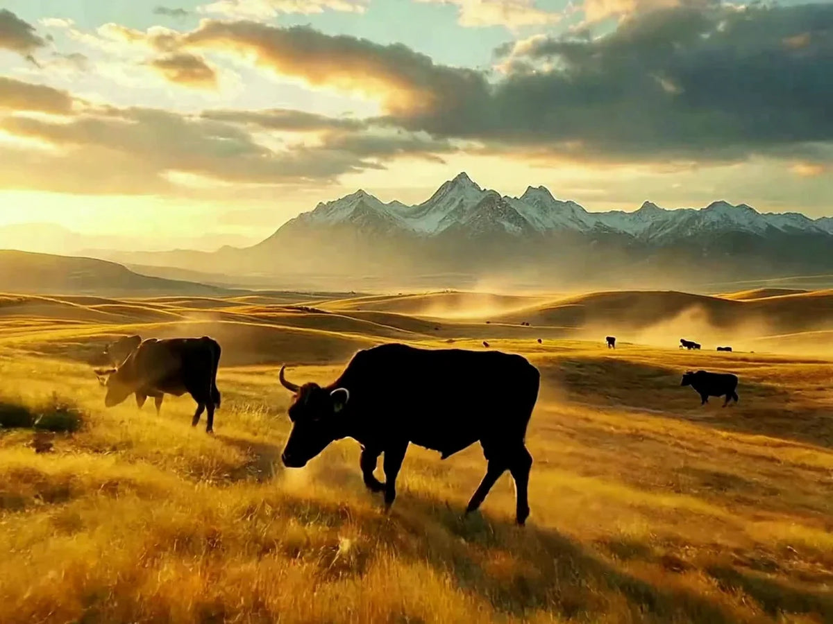 premiumwesterncanadianbeef-marbling.webp